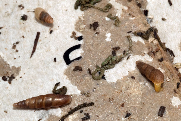 Pseudonenia sp. a Prosopeas achatinaceum